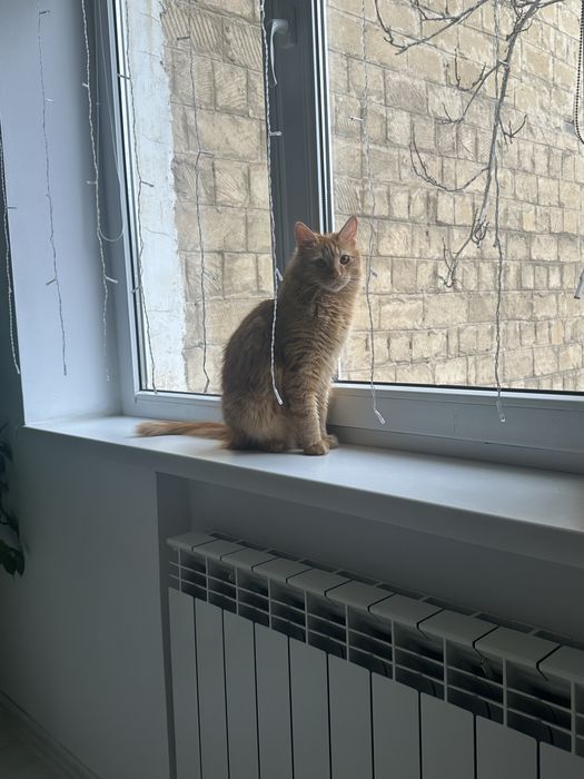 Отдам в добрые руки кота подростка