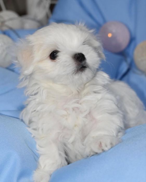 Pui Bichon Maltez mini toy - masculi / femele, 8 săptămâni