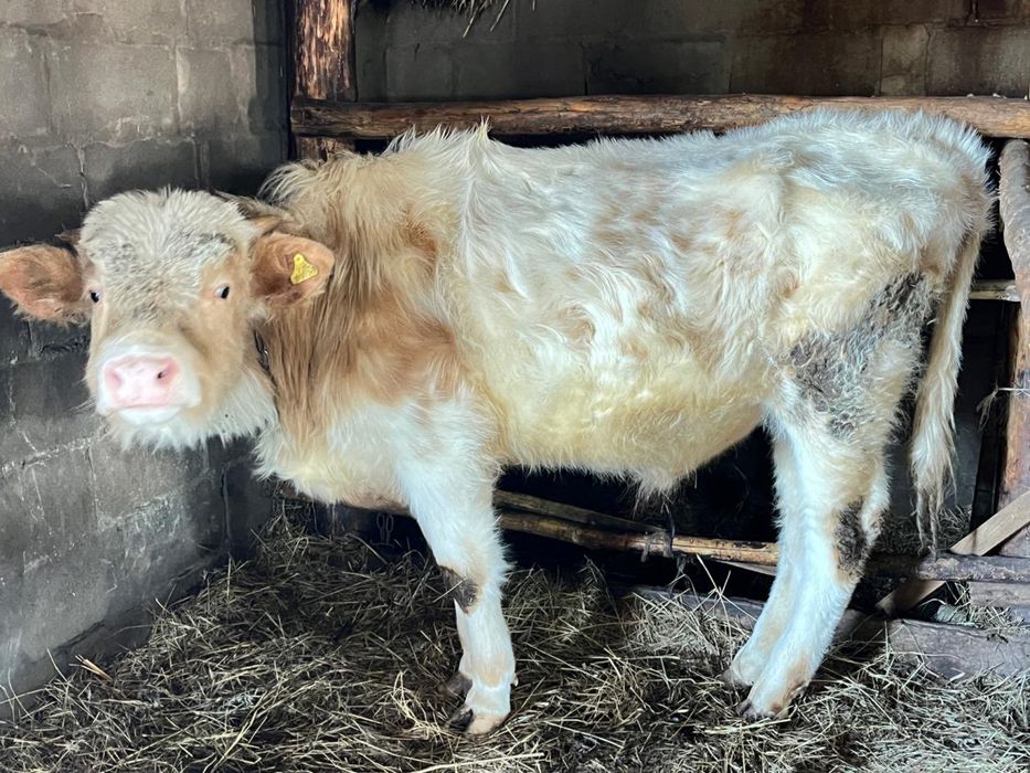 (Бучок 11 месяц)