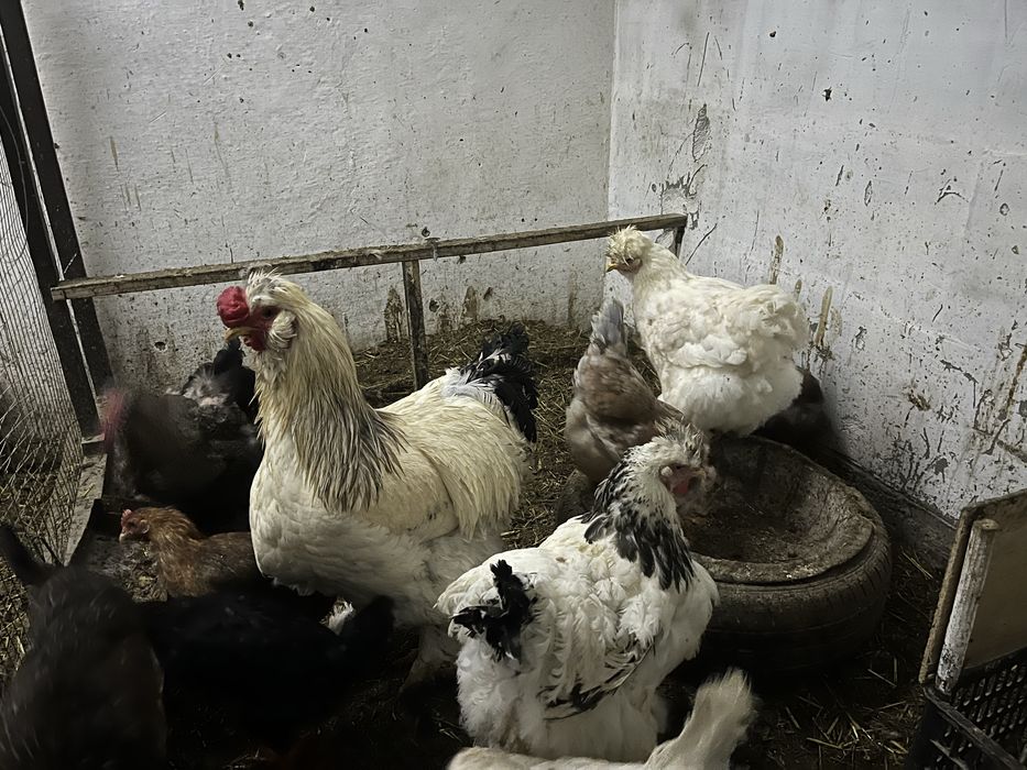 Tovuqlar va xo’roz sotiladi