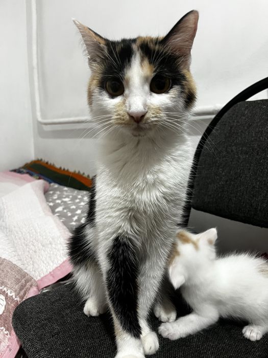 Кошечки отдам в добрые руки