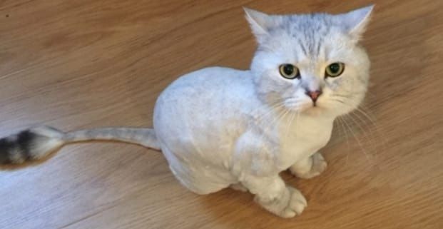 Передержка кошек и котов