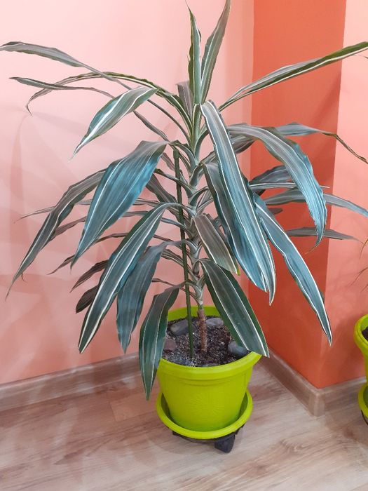 Продавам Палма (Драцена)