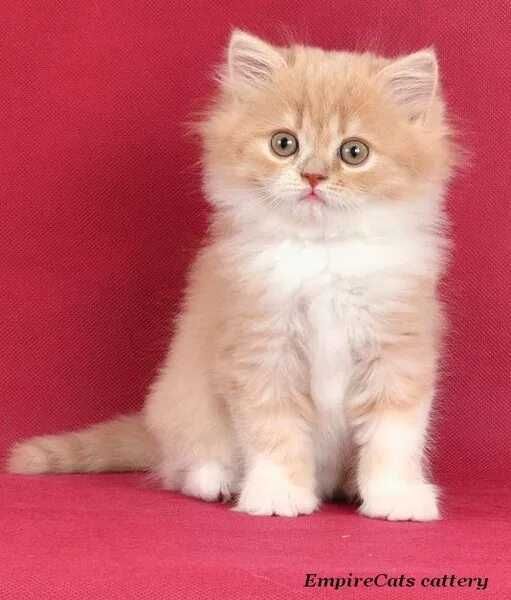 Котята хайленд фолд