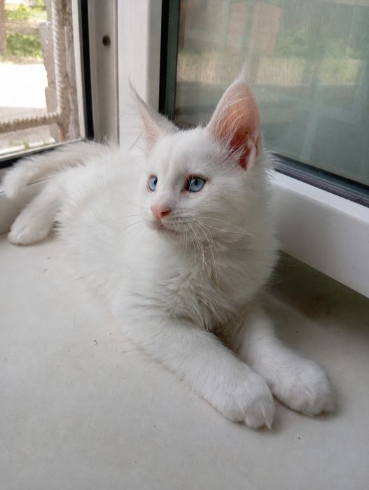 Милейшие котята Мейн Кун