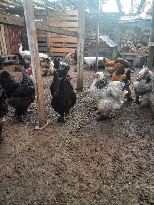 Vând oua pentru incubat