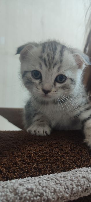 Продам котенка скотиш фолд