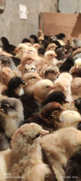 Продажа суточных цыплят