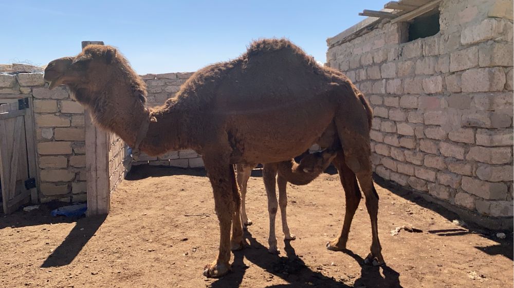 Боталы түйе сатылады