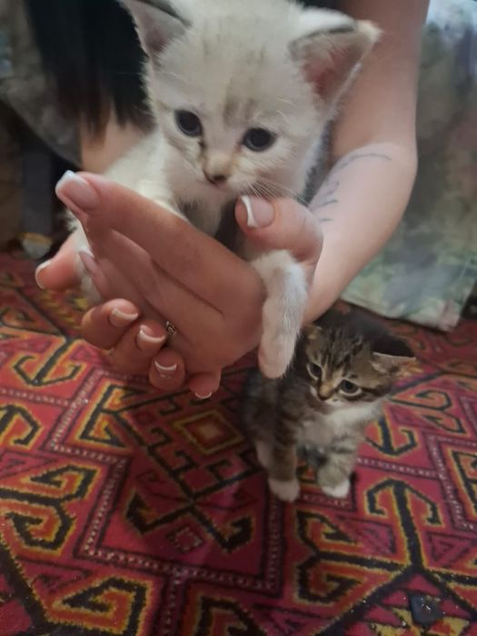 Ищем дом для малышей