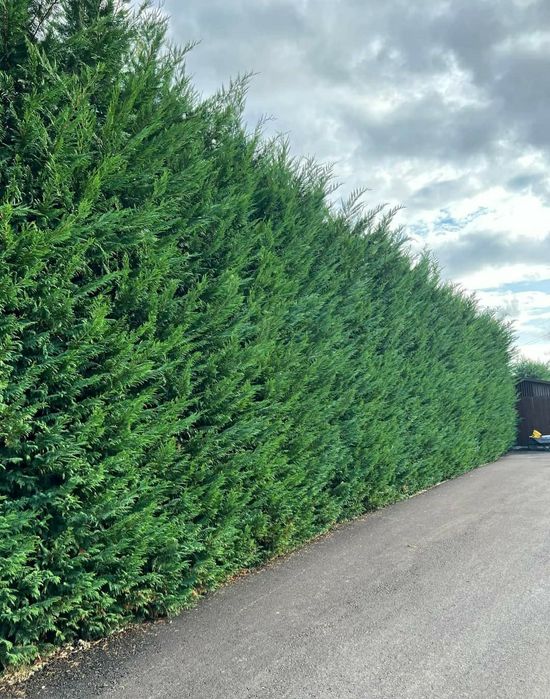 Cupressocyparis leylandii gard viu veșnic verde