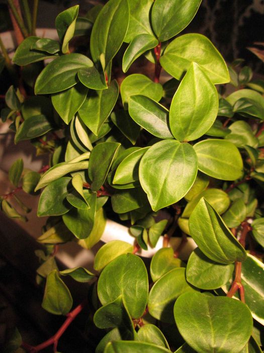 Мыльница Canon A3500IS