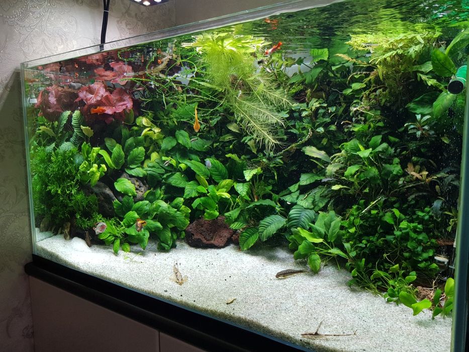 Обслужка  с аквариумами