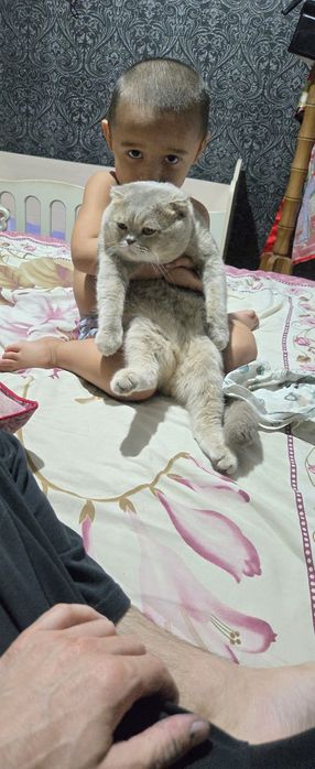 VIYASKAGA ! Skotish fold oʻgʻil bola. Viyaskaga sotilmaydi  200 min s