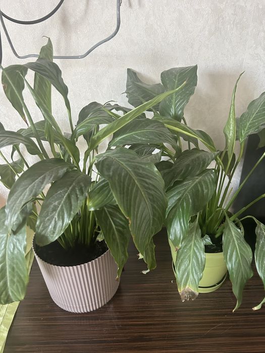 Комнатные  цветы . Ро доступным цена