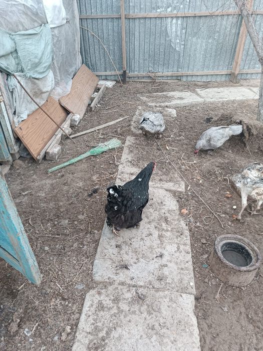 Брама. Семейка..