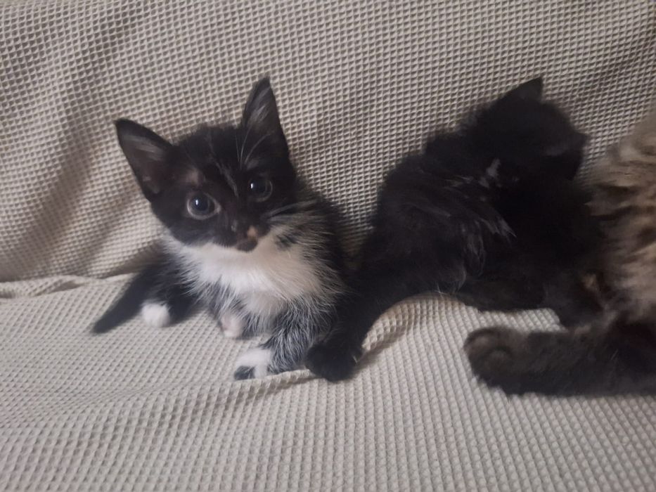 Отдам котят в добрые руки