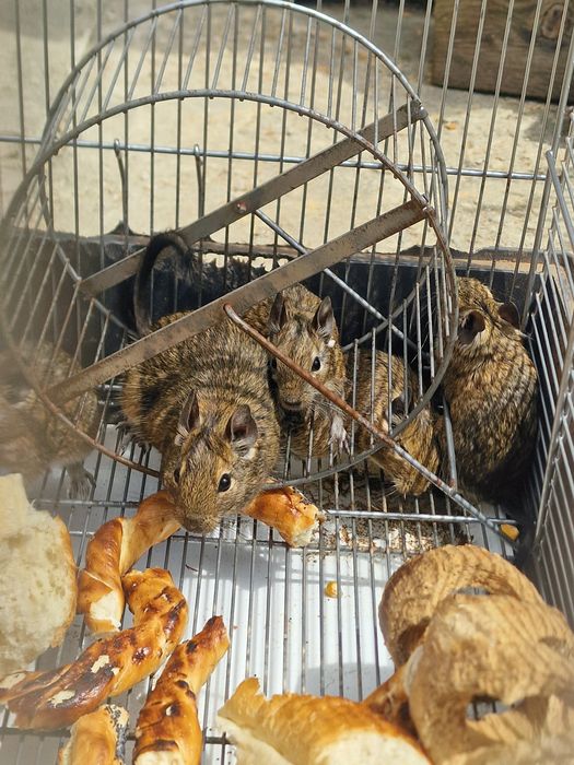 Veverite degu...