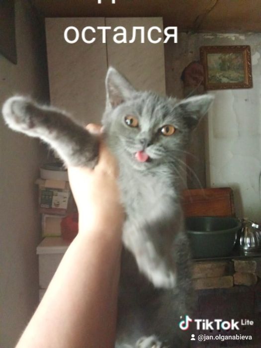 Отдам даром  в хорошие руки