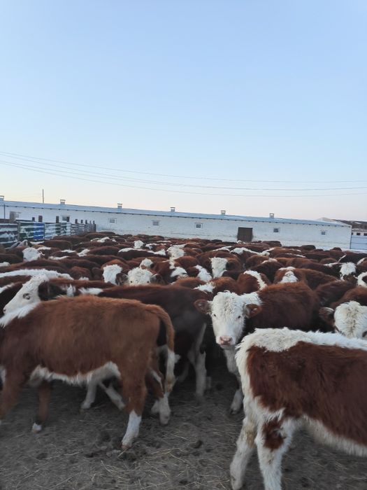 Ұрғашы подсостар сатылады.