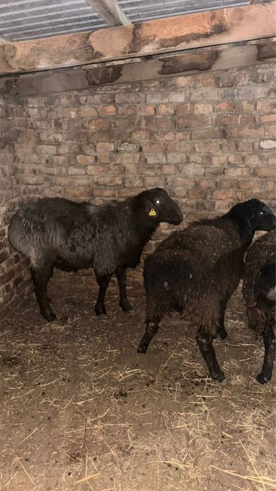 Семыз Екы бас ургашы токты сатылады жане быр бас кошкар