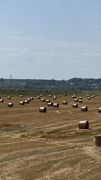 Baloti paie de grau 2025 - Bine presati