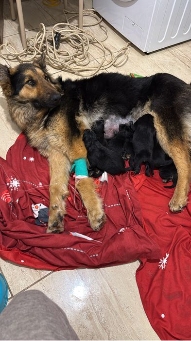 Dau spre adoptie 6 fetite metis Ciobanesc German