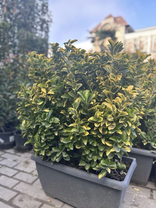 Бересклет Японский сотувда