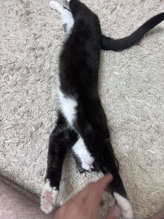Кошка, еще котенок