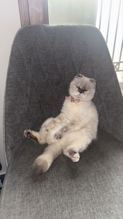 Продаются котенки