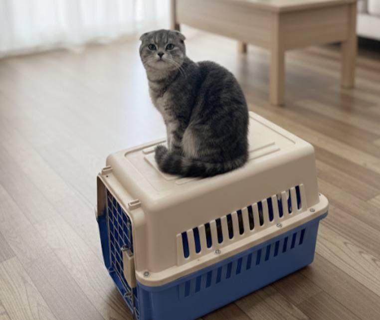 Shatlanskiy skotish fold