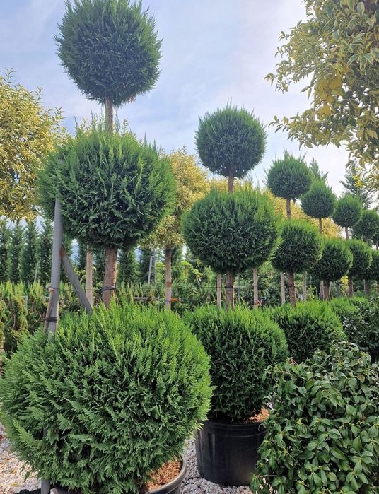 Plante naturale din pepinieră
