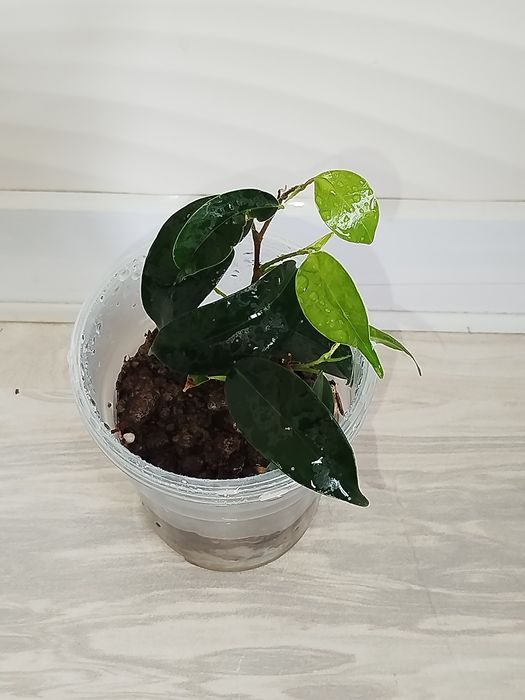 Fikus Benjamin detkasi