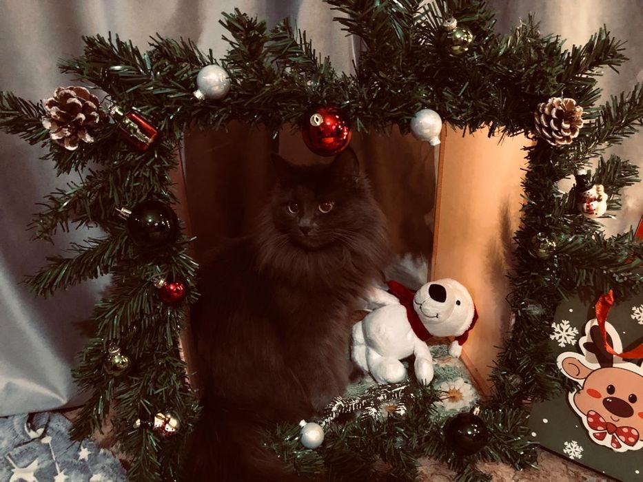 Отдам кошку и хомяка со всем их имуществом