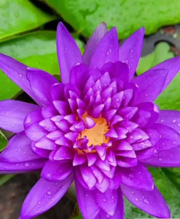 Лотосы, водяные цветы.