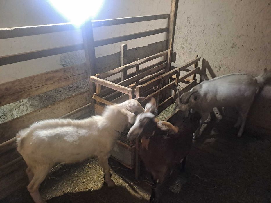 Продам коз КазЦик