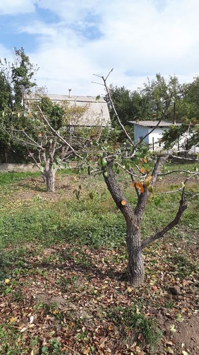 Спил/обрезка плодовых деревьев