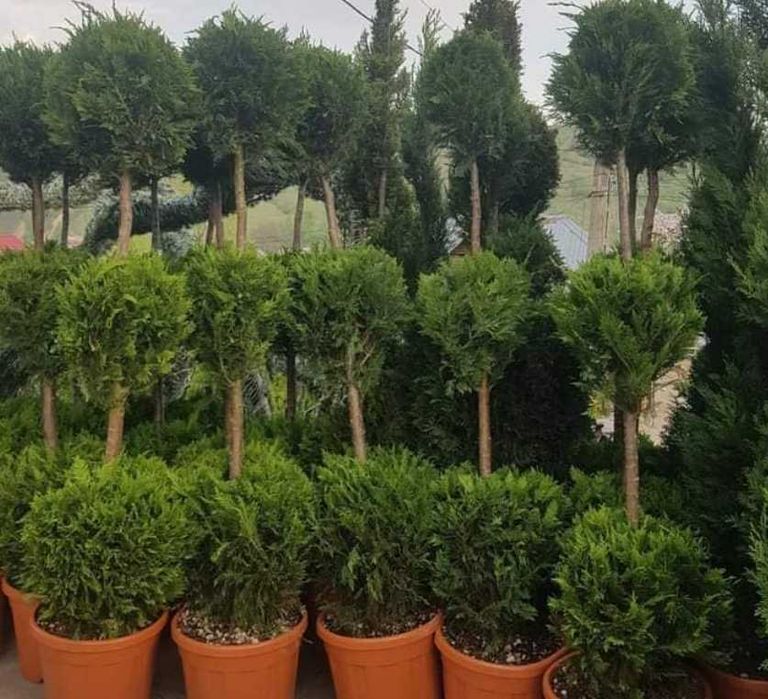 Plante Ornamentale Aclimatizate – Verifici Marfa și Montăm