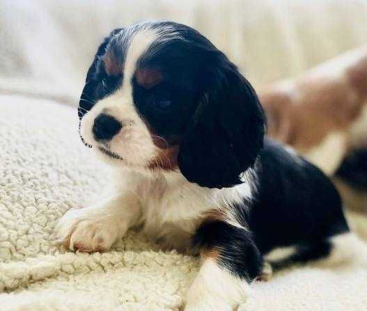 Кавалер кинг чарльз спаниели от лучшего питомника в Азии Fulgrim