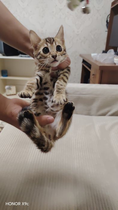 Bengal bolalari qiz o'g'il