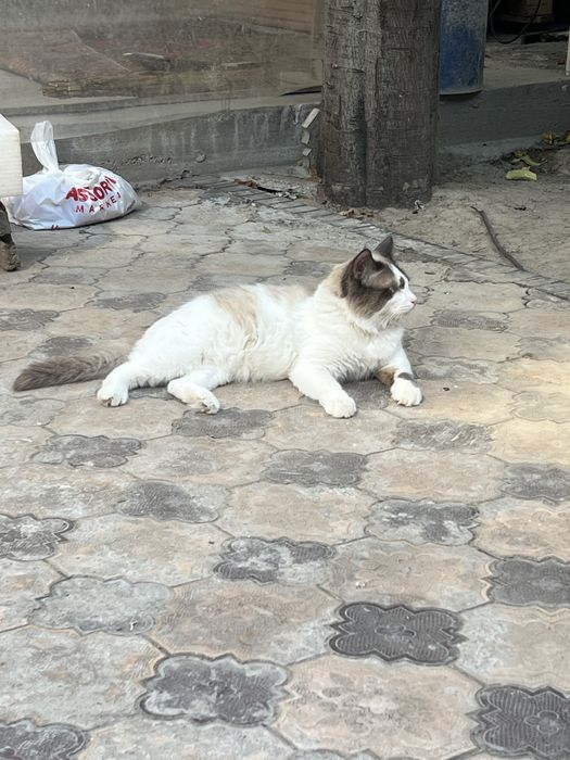 Regdol 11 oyli sotiladi srochna