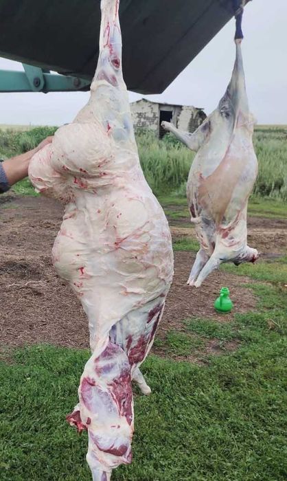 Жилктеме ет, мясо