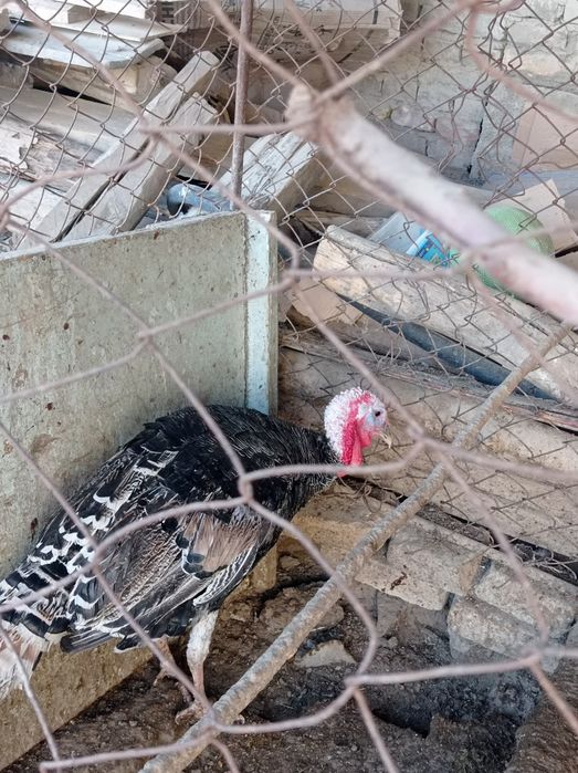 Нар ва мода куркалар сотилади