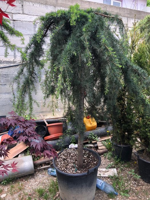 Cedru pendular calitate extra