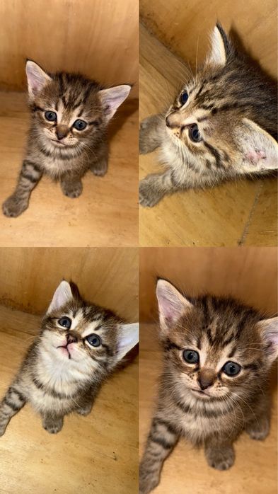 Котята в добрые руки