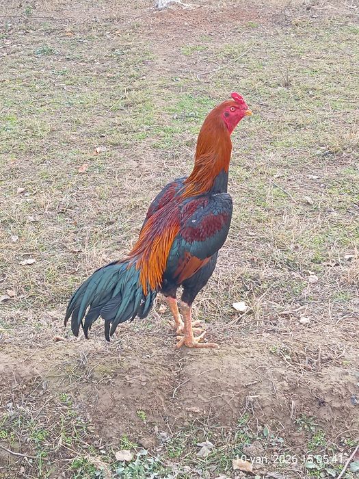 Даканг хуроз сотилади