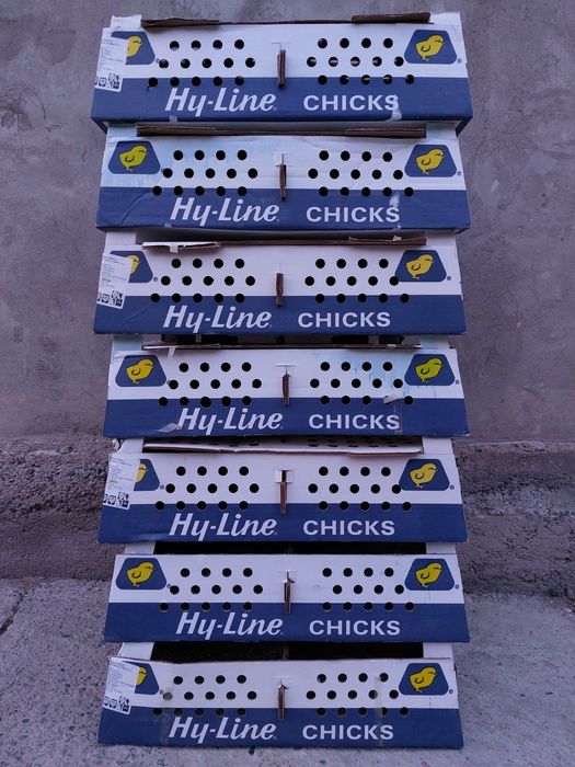 Хаммаси 100 % товук чикади. Хай-лайн ва Сенди жужалари. Jojalar