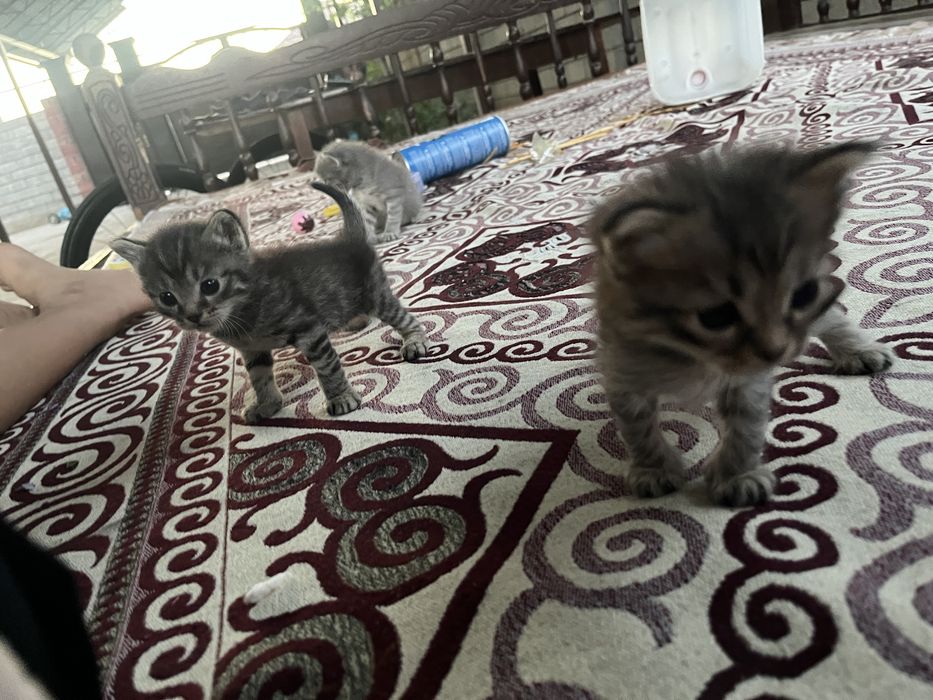 Три котята  город шымкент