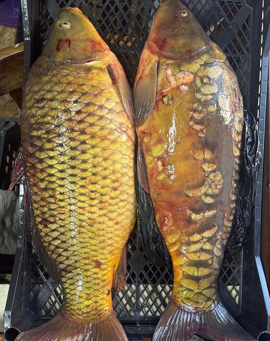 Рыба:карась,сазан