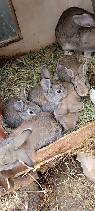 Продам кролик 1.5  месец